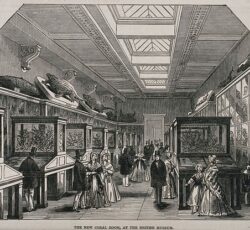 The British Museum the Coral Room with visitors - Wood engraving - 1847