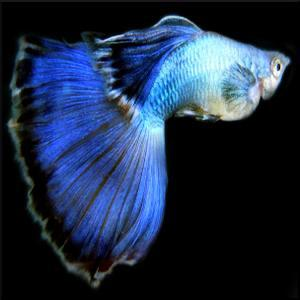 The Blue Neon fish