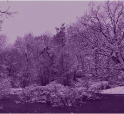 Hampstead Heath trees and lake unde snow, purple