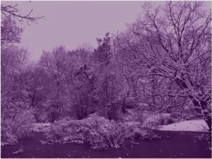 Hampstead Heath trees and lake unde snow, purple